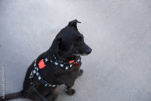 Canvastavla A small black dog sits calmly on a smooth surface