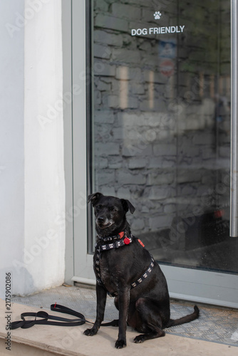Fotografía A small black dog sits on a stone step in front of a glass door with a 'Dog Friendly' sign