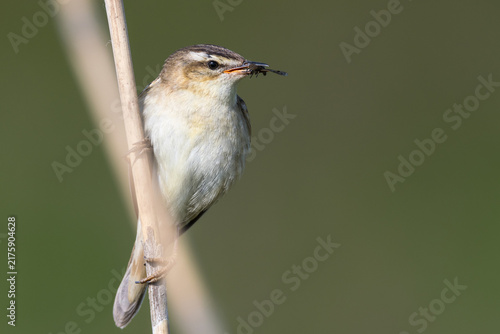 Sedge Warbler Perched on Reed in Profile, Norfolk, UK