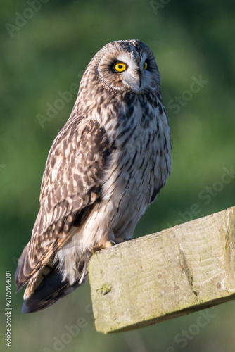 Short Eared Owl Perched on Wooden Post, Norfolk, UK