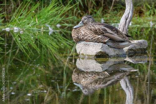 Female Mallard Sleeping on a Rock, Norfolk, UK