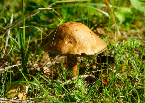 Foto Common birch bolete (Leccinum scabrum) in the forest