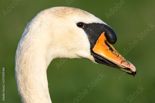 Cuadro en lienzo Mute Swan Close Up Portrait, Norfolk, UK