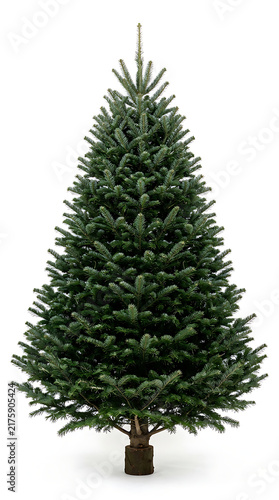 Full Christmas tree with dark green needles on white background
