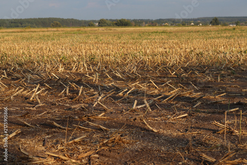 Photography Close-up of a mowed agricultural field