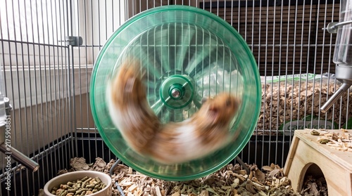 Hamster Running Fast on Exercise Wheel in Cage
