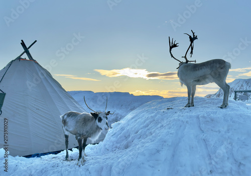 Rentiere In Honningsvag aam Nordpol