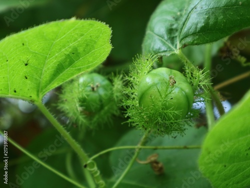 Photography Close up of unripe green Passiflora foetida fruit enclosed in hairy bracts among vibrant green leaves