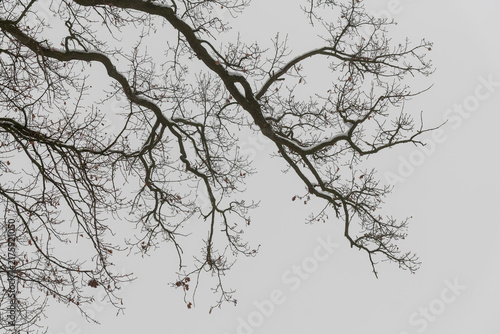 Foto Knorrige Äste einer verschneiten Eiche im Winter vor grauem Himmel