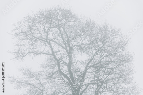 Bild auf Leinwand Knorrige Äste einer verschneiten Eiche im Winter vor grauem Himmel