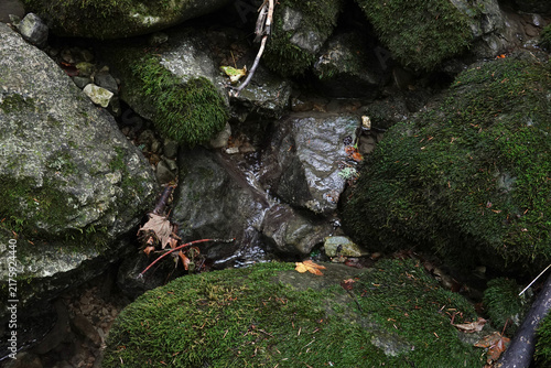 Bild auf Leinwand Rochers et arbres remplis de mousse en forêt avec eau et humidité