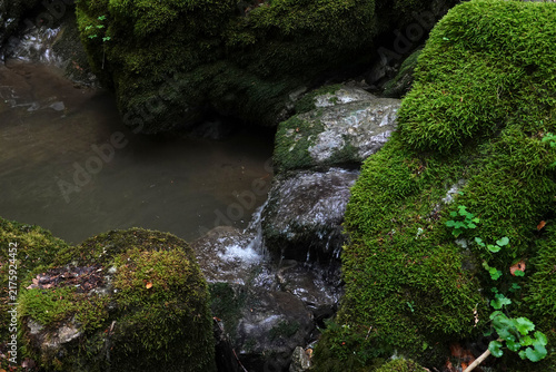 Картината върху платно Rochers et arbres remplis de mousse en forêt avec eau et humidité