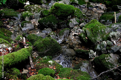 Canvastavla Rochers et arbres remplis de mousse en forêt avec eau et humidité