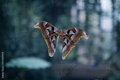 Giant Atlas Moth Resting on Screen Mesh Surface