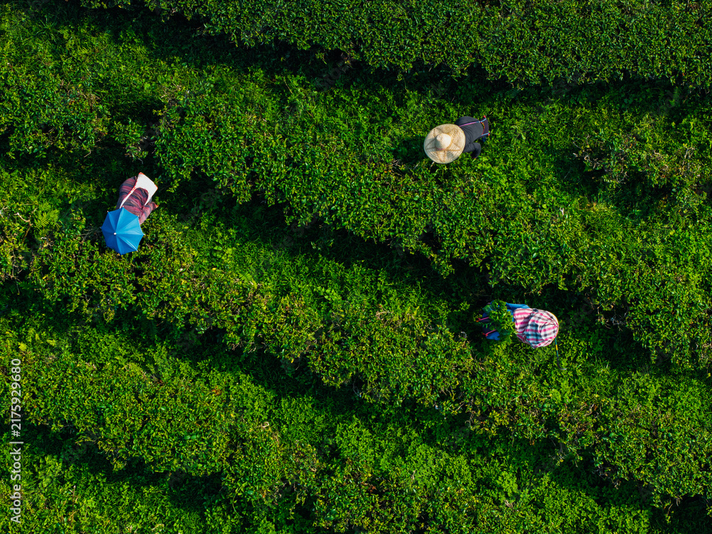 Obraz premium Farm workers picking tea plants in dense plantation rows