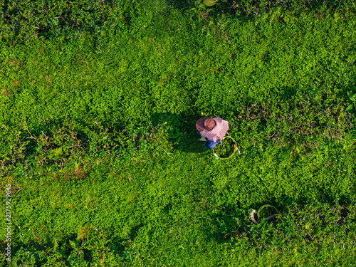 Картината върху платно Single farmer picking crops in dense green plantation overhead view