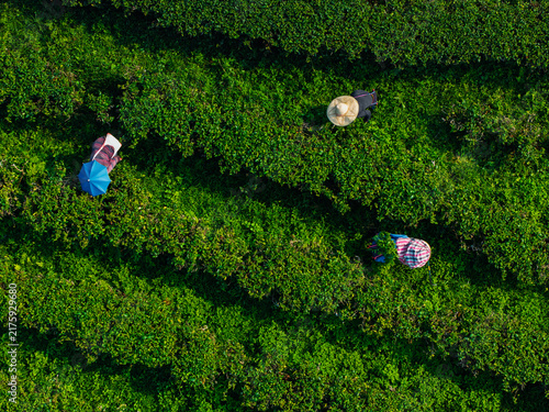 Farm workers picking tea plants in dense plantation rows