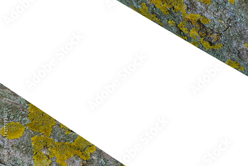 Moss and lichen on wrinkled trunk bark of tree on white.Copy space