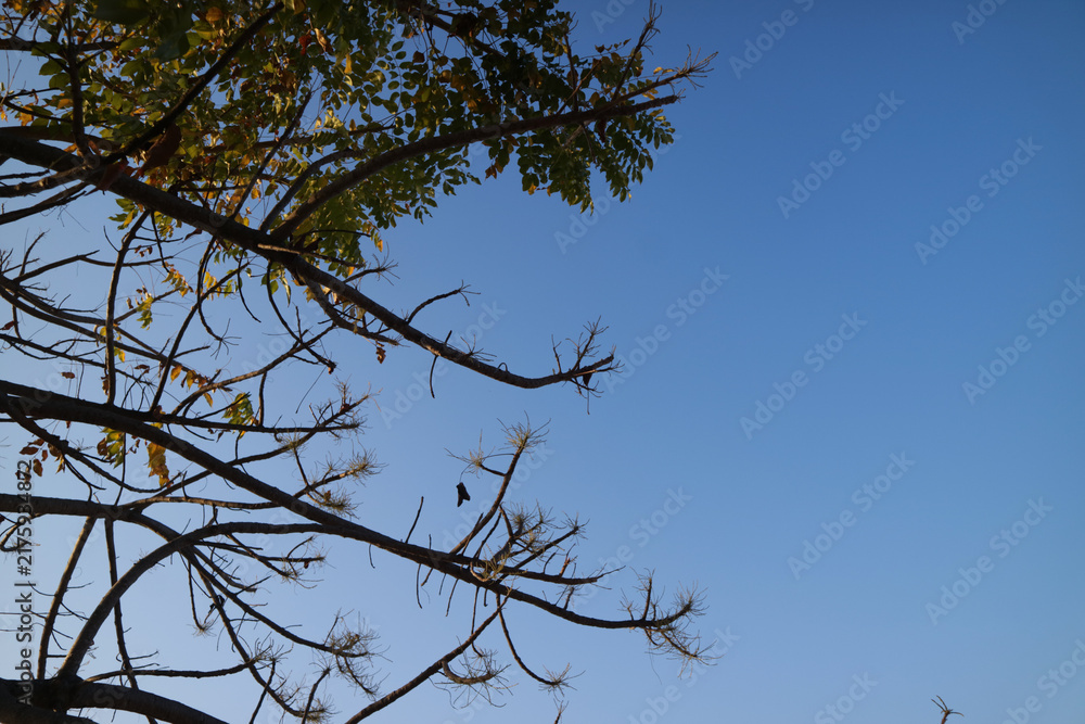 Obraz premium Tree branches with bright blue clouds background.