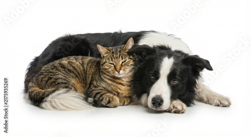 Tabby cat and Border Collie dog resting together, isolated on transparent background
