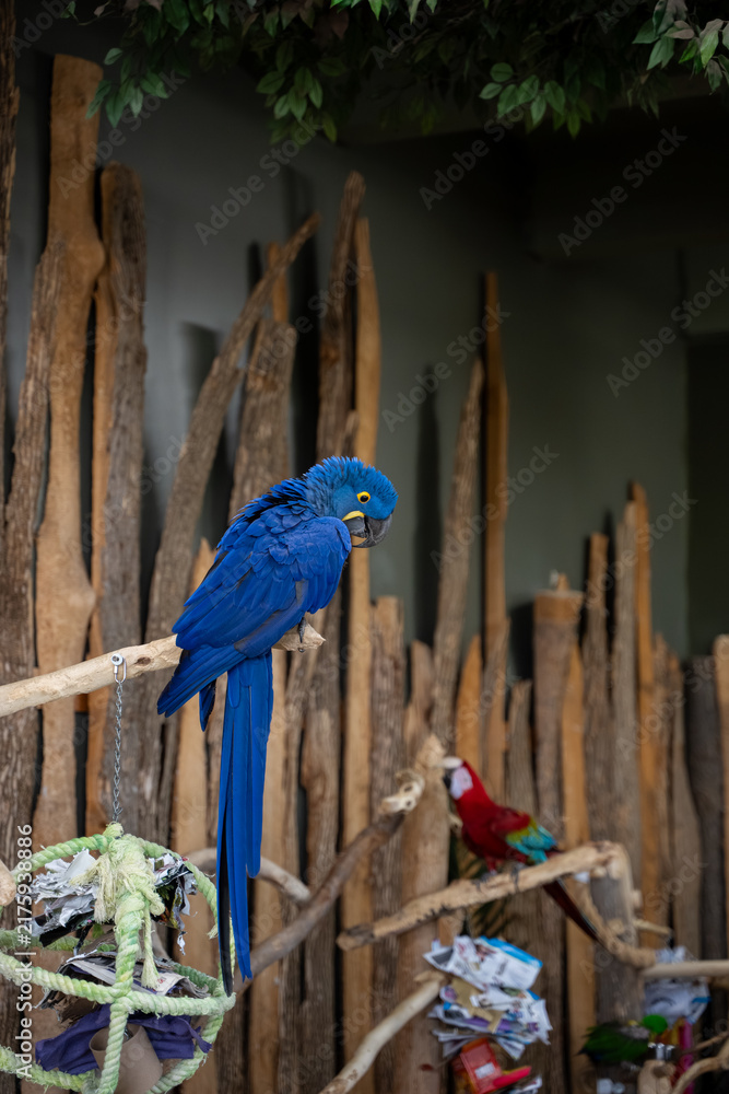 Obraz premium Close up of blue hyacinth macaw perched indoors.