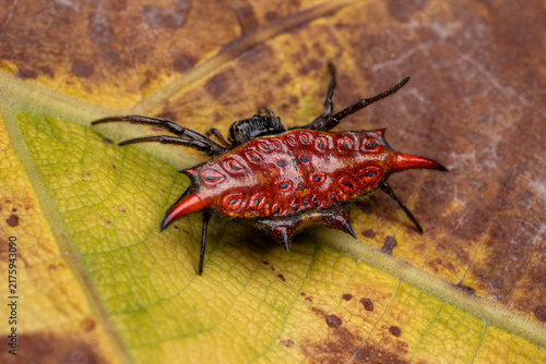 Canvastavla A close-up of a brightly colored spiny orb-weaver spider on a leaf