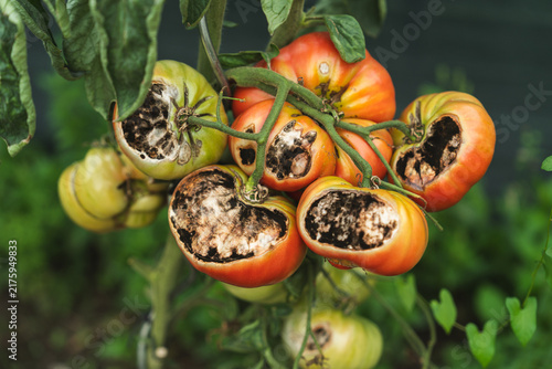 Fotografía Rotting tomatoes on vine showing crop disease and garden loss