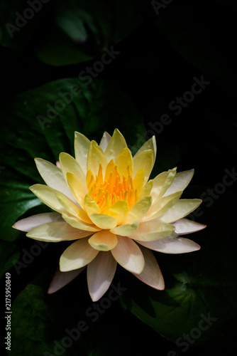 фотографія A yellow-pink water lily blooming alone against a dark, quiet background, showin