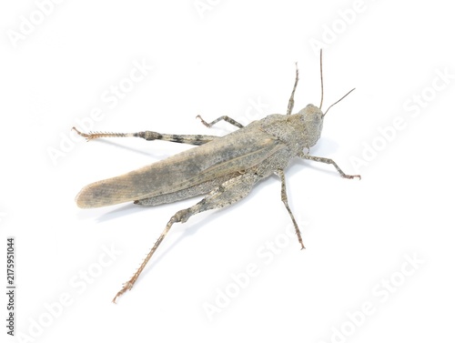 Fotografía Gray Carolina locust grasshopper isolated on white background