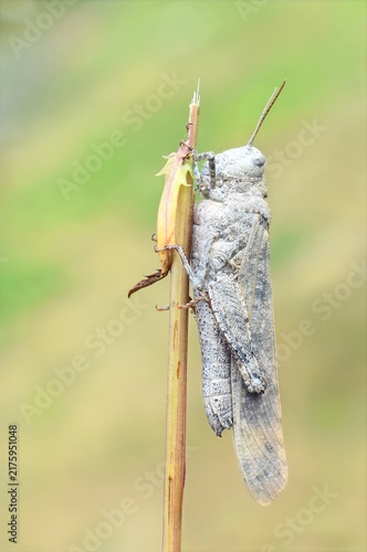 Фотография Carolina locust grasshopper clinging vertically to a dry plant stem