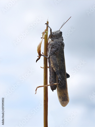 Fotografie Carolina locust grasshopper clinging vertically to a dry plant stem