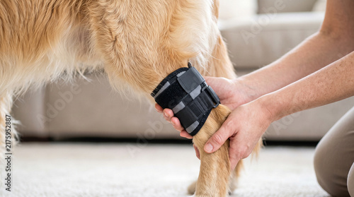 Pet Owner Supporting a Golden Retriever Wearing a Leg Brace