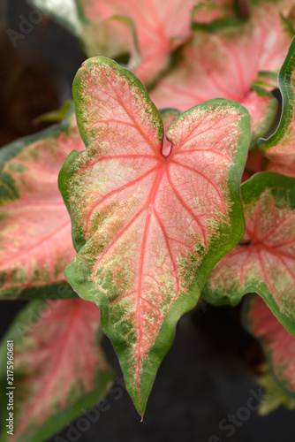 Foto The heart-shaped pink leaves of an elephant ear plant feature distinctive green