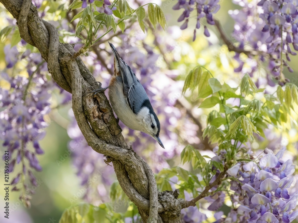 Obraz premium A white-breasted nuthatch perched on a gnarled, twisting branch of a blooming wisteria vine with purple flowers and green leaves in a natural outdoor setting.