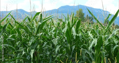 Corn fields before the fall harvest. maize,