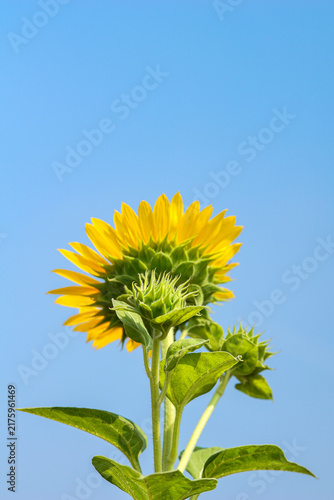 Fotografie Back view of a yellow sunflower blooming against a clear blue sky