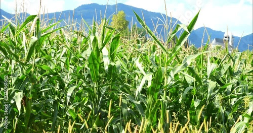 Corn fields before the fall harvest. maize,