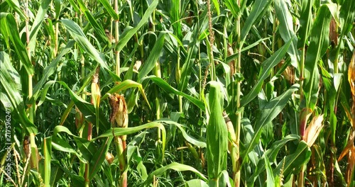 Corn fields before the fall harvest. maize,