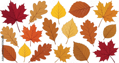 A collection of colorful autumn leaves isolated on a white background perfect for seasonal thanksgiving holiday design projects