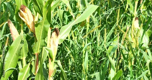 Corn fields before the fall harvest. maize,