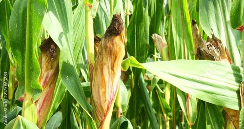 Corn fields before the fall harvest. maize,