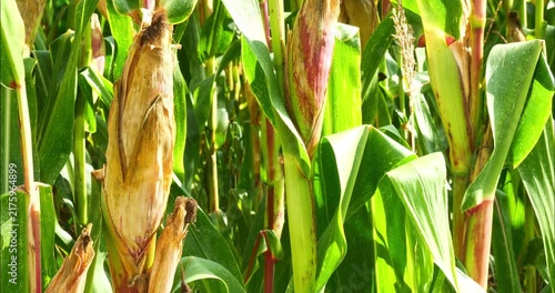 Corn fields before the fall harvest. maize,