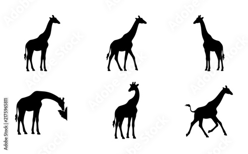 Canvas Print Six Silhouette Giraffe Poses Vector Set, African Wildlife Animal Graphics, Safar
