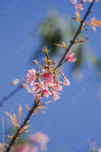 Wild Himalayan Cherry flower with Sky ,Thai  Sakura blossom