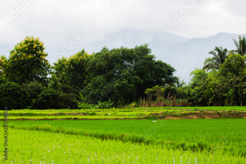 green rice field in Thailand