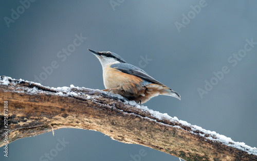 Fotografie Eurasian Nuthatch Standing on Snow-Covered Branch