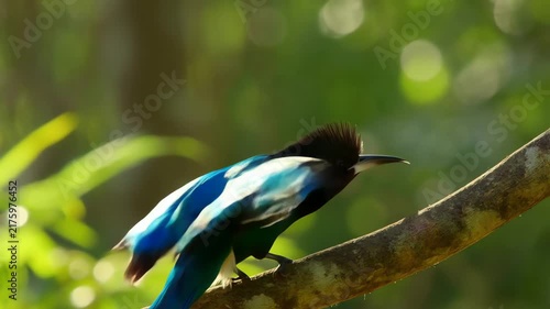 Iridescent Blue Great Jacamar Bird Perched on a Tree Branch in the Wild Rainforest