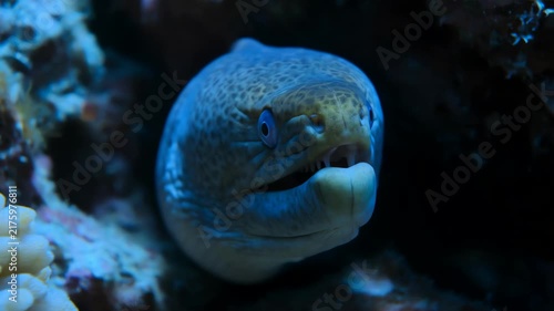 A scary moray eel hiding in a dark coral reef crevice