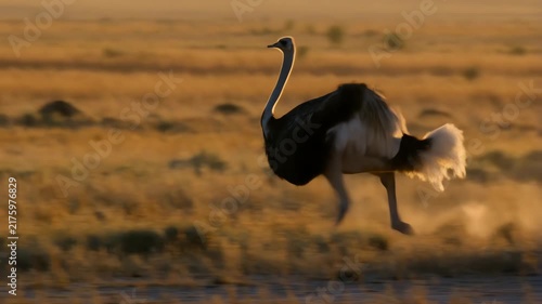 Backlit Wild Ostrich Walking on Dusty African Savannah at Sunset