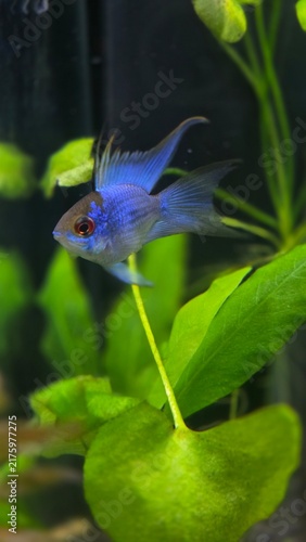 Canvastavla Vibrant electric blue ram cichlid fish swimming near fresh green aquatic plants in a freshwater aquarium
